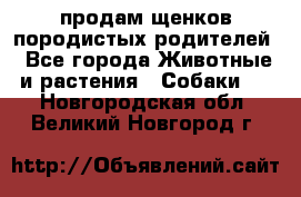 продам щенков породистых родителей - Все города Животные и растения » Собаки   . Новгородская обл.,Великий Новгород г.